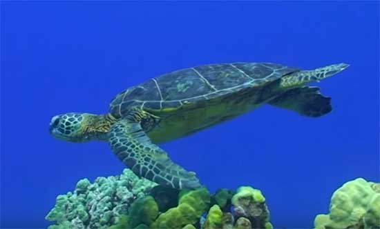 Светодиоды могут спасти от вымирания редких морских черепах [видео]