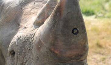 Камеру и трекер — в рог: спасать носорогов приходится всерьез [видео]