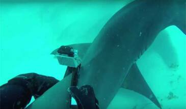GoPro на плавнике акулы: 4K однако… [видео]