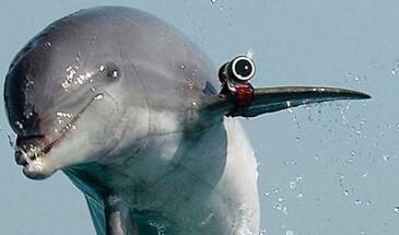 ХАМАС рапортует о поимке израильского дельфина-шпиона