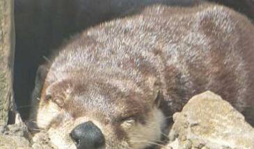 Otter Browser: без спешки, но релиз обещают уже в этом году