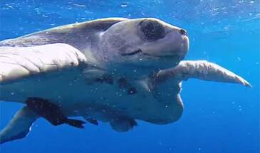 Светодиоды могут спасти от вымирания редких морских черепах [видео]
