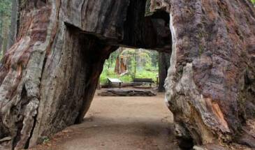 Pioneer Cabin Tree — знаменитую секвойю-арку «убила погода» [фото]