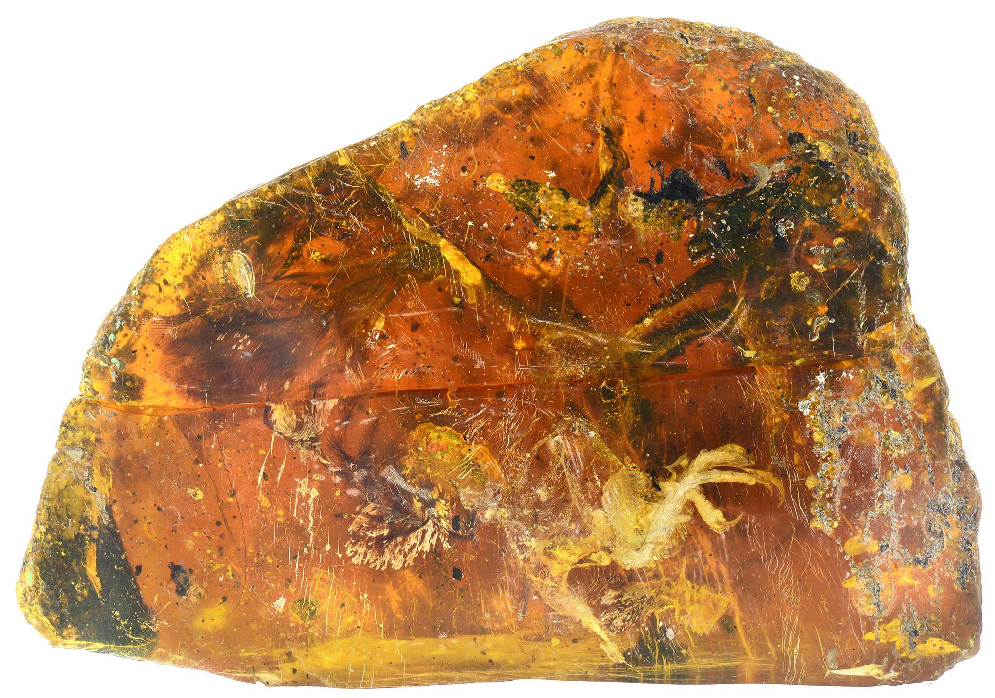 Ученые показали обитателя Земли, застывшего в янтаре 99 миллионов лет назад - фото National Geographic