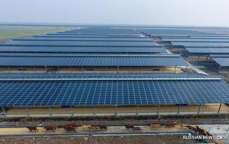 В Китае заработала первая молочная солнечная электростанция [фото Синьхуа]