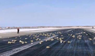 Больше 3 тонн золота вывалилось из грузового АН-12 в Якутске [видео]