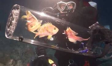 Ученые изобрели камеру для подъема глубоководных рыб [видео]