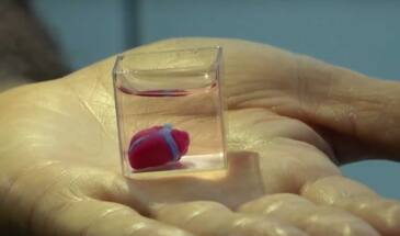 Живое сердце из тканей человека на 3D-принтере [видео]