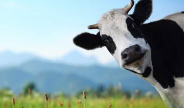Сравнение доильных аппаратов для коров: производители, цены, характеристики