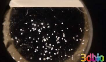 На МКС «напечатали» бактерии кишечной палочки [видео]