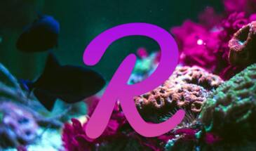 Reef: как обозначается, где купить и сколько стоит