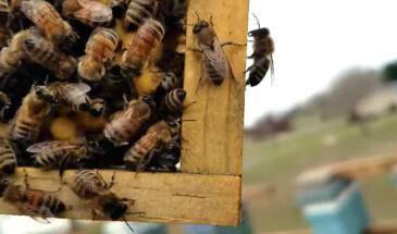 Багатокорпусний вулик — будинок для бджолиної сім’ї