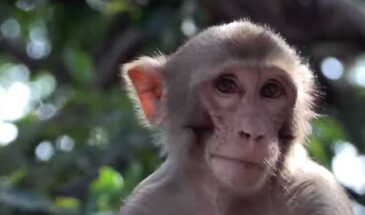 На G20 обезьян будут не пущать, но гуманно [видео]