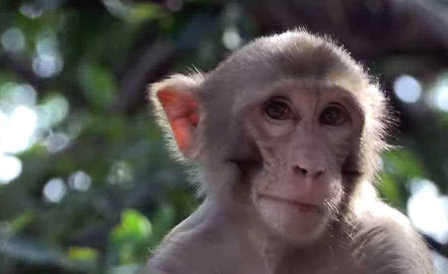 На G20 обезьян будут не пущать, но гуманно