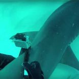 GoPro на плавнике акулы: 4K однако… [видео]